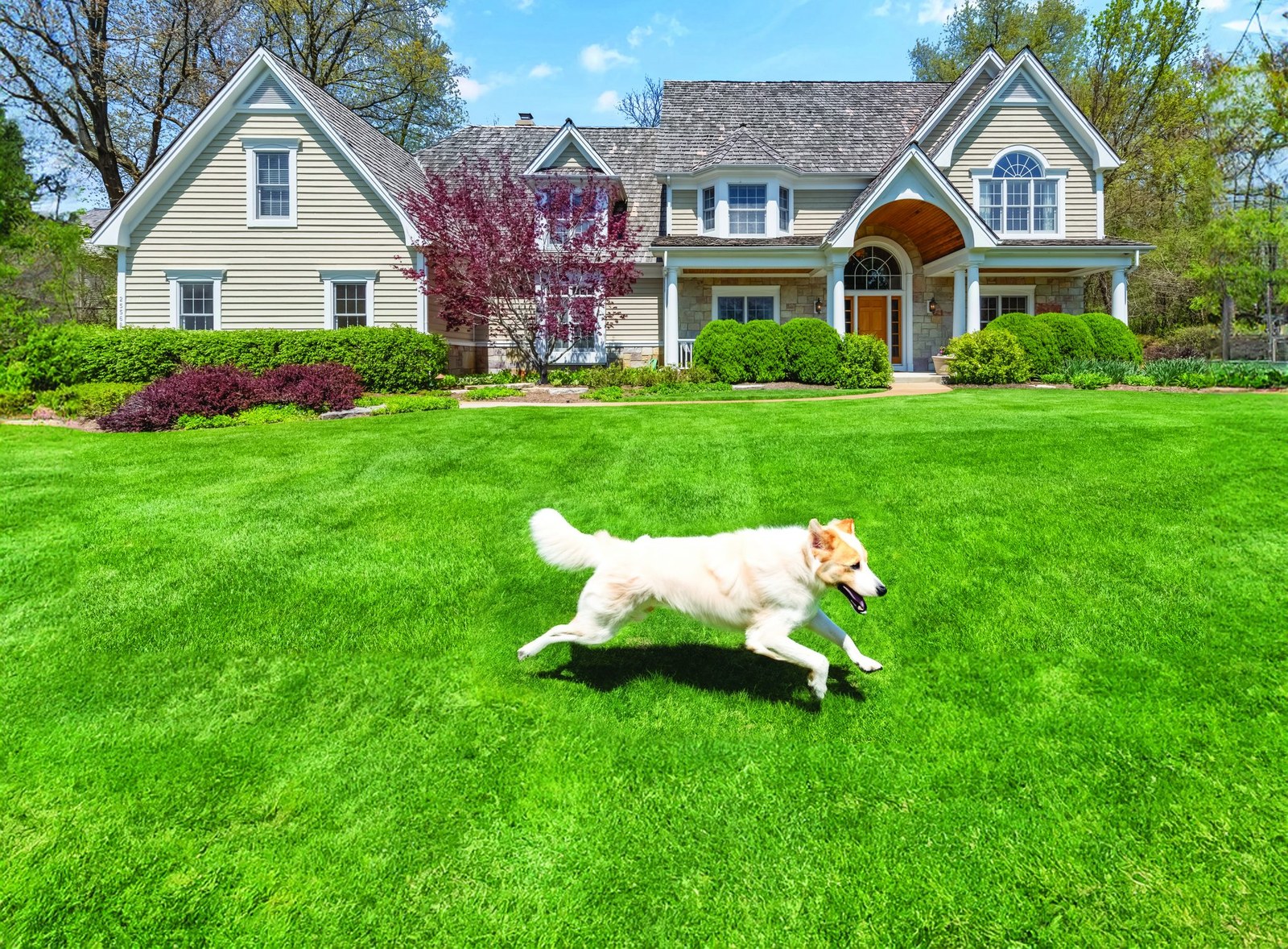Beautiful green front lawn with a home